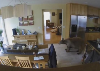 Маленькие собачки с большим сердцем: как декоративные терьеры прогнали медведя, забравшегося в дом (ВИДЕО)