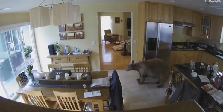 Маленькие собачки с большим сердцем: как декоративные терьеры прогнали медведя, забравшегося в дом (ВИДЕО)