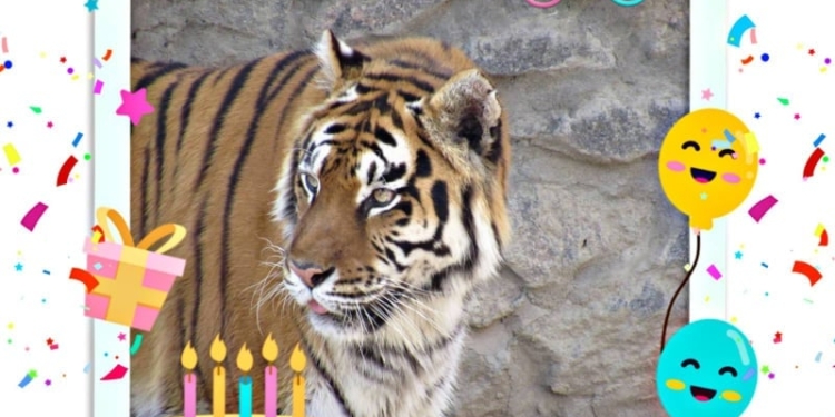 В Николаевском зоопарке именинник – тигру Гелиосу исполнилось 15 лет