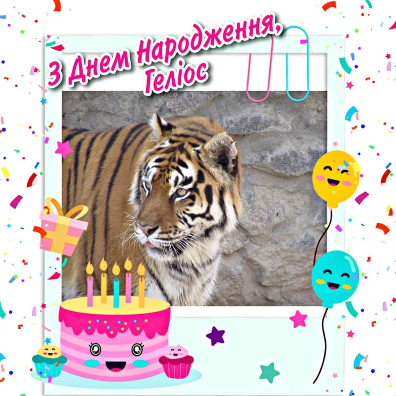 В Николаевском зоопарке именинник - тигру Гелиосу исполнилось 15 лет 1