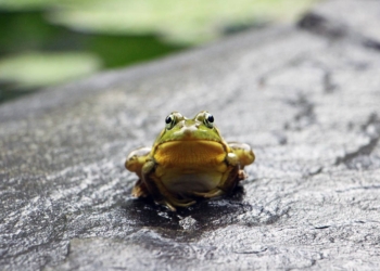 В столице Эстонии перекрыли несколько улиц для автотранспорта – чтобы не мешать лягушкам