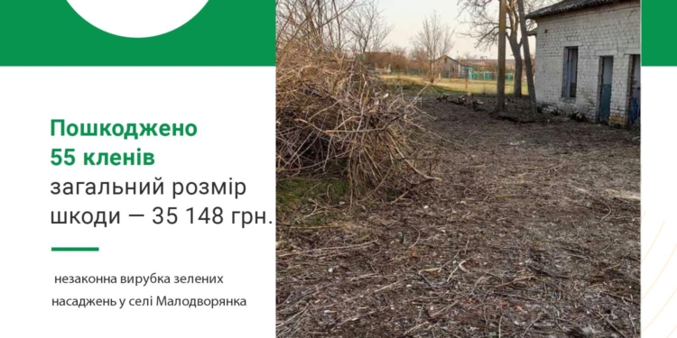 На Николаевщине спилили 55 кленов – Госэкоинспекция обратилась в полицию