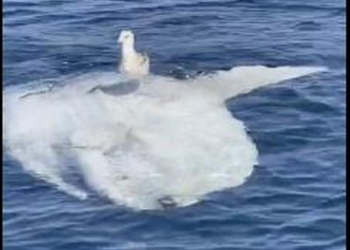Как наглая чайка рыбу-солнце «оседлала» (ВИДЕО)