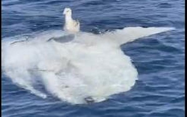 Как наглая чайка рыбу-солнце «оседлала» (ВИДЕО)