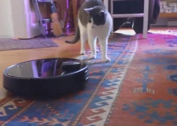 У вас есть кот, и вы подумываете о роботе-пылесосе? Посмотрите, что может быть (ВИДЕО)