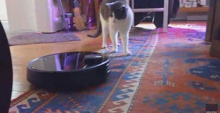 У вас есть кот, и вы подумываете о роботе-пылесосе? Посмотрите, что может быть (ВИДЕО)