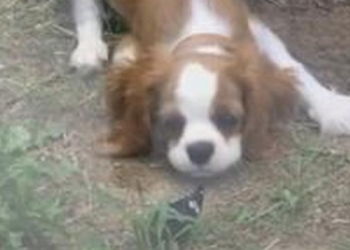 «Поиграй со мной»: как щенок спаниеля уговаривал бабочку с ним подружиться (ВИДЕО)