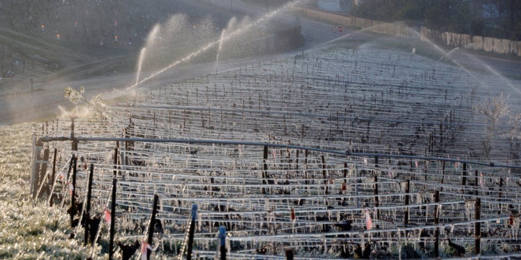 Во Франции пытаются спасти урожай винограда от внезапных морозов – жгут костры. Экологи против (ФОТО, ВИДЕО)