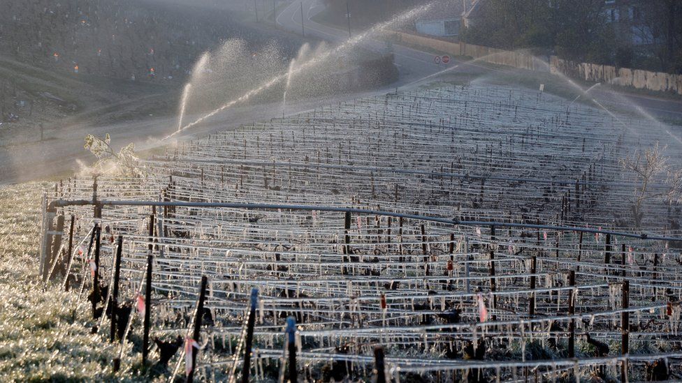 Во Франции пытаются спасти урожай винограда от внезапных морозов - жгут костры. Экологи против (ФОТО, ВИДЕО) 3