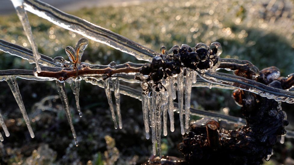 Во Франции пытаются спасти урожай винограда от внезапных морозов - жгут костры. Экологи против (ФОТО, ВИДЕО) 1