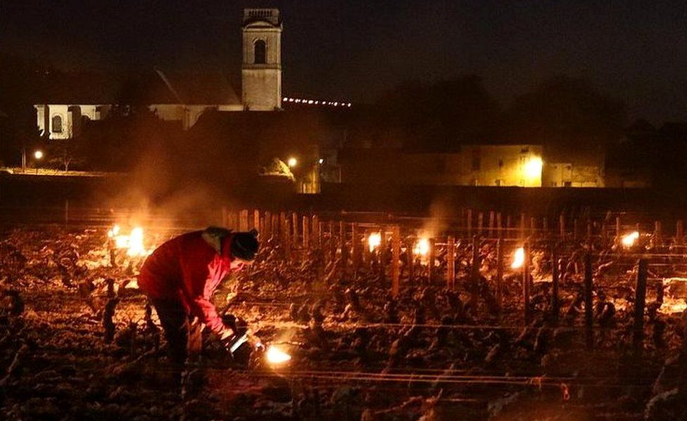Во Франции пытаются спасти урожай винограда от внезапных морозов - жгут костры. Экологи против (ФОТО, ВИДЕО) 11