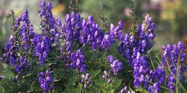 Опасный, как рыба фугу. В Киргизии COVID-19 пытаются лечить ядовитым корнем