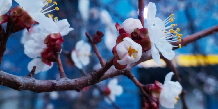 Весна! В Николаеве зацвели первые абрикосовые деревья (ФОТО)