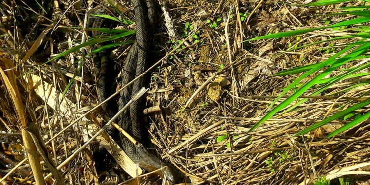 Змеи оккупировали Желтые Воды – столько их там еще не видели (ФОТО)