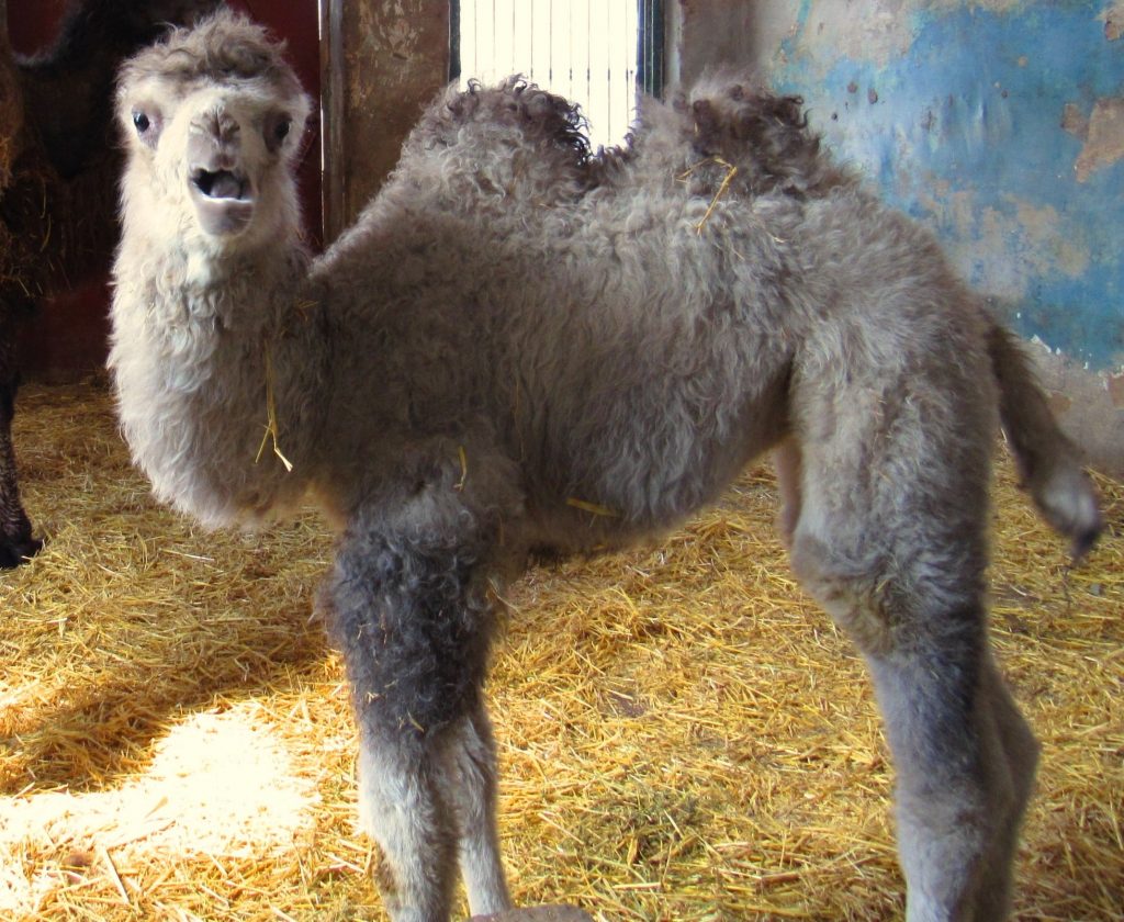 Николаевский зоопарк показал первую прогулку верблюжонки Джолы, родившейся месяц назад (ВИДЕО) 1