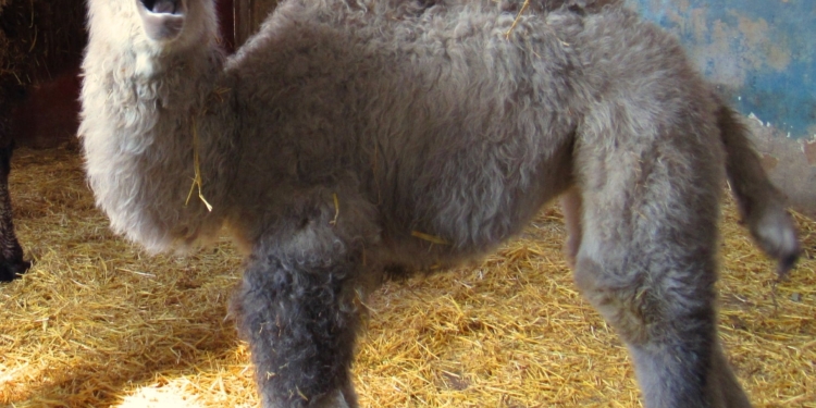 Это Джола: в Николаевском зоопарке родился верблюжонок (ФОТО)