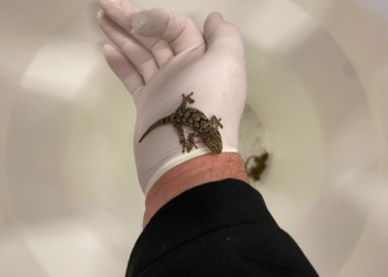 Контрабанда и контрабандисты в одном лице: в столице Финляндии в строительном грузе из Испании обнаружили гекконов (ФОТО)