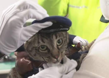 Кошка, награжденная грамотой за спасение жизни, стала на день начальником полиции японского города (ФОТО)