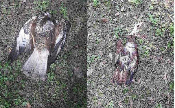 На окраине Николаева нашли умерших от птичьего гриппа диких птиц (ФОТО)