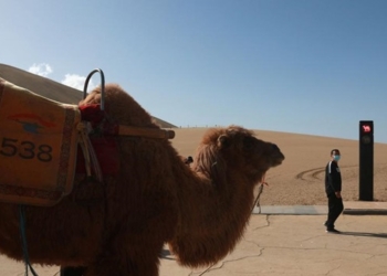 В Китае появился первый светофор для верблюдов (ФОТО)