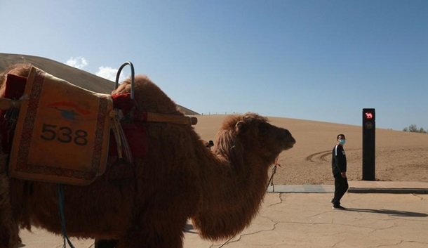 В Китае появился первый светофор для верблюдов (ФОТО)