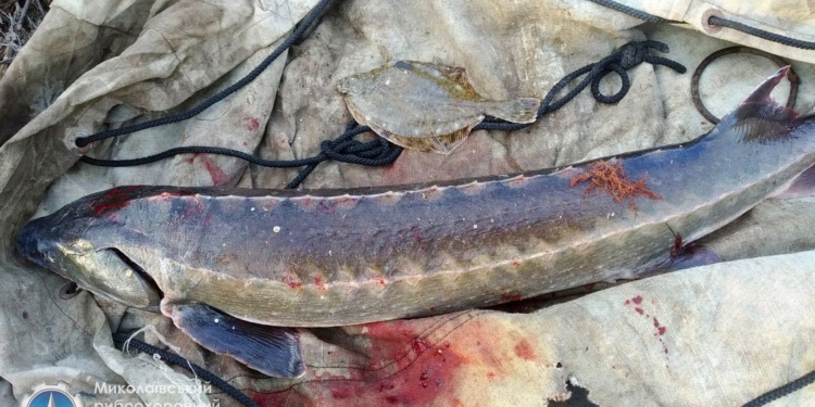 На Николаевщине поймали промысловиков-браконьеров, добывших осетра (ФОТО)