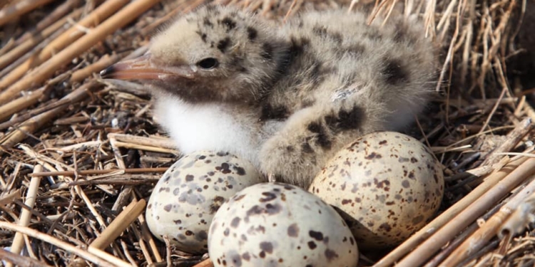 На Тилигульском лимане неподалеку от Коблево начали сооружать большие искусственные платформы для гнездования птиц (ФОТО)