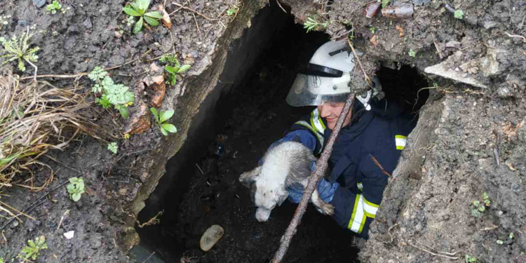 Во Врадиевке спасатели вытащили щенка из выгребной ямы (ФОТО)