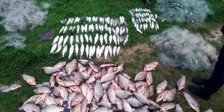 Николаевский рыбоохранный патруль задержал браконьера с 70 кг рыбы (ФОТО)