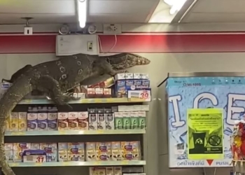 В Таиланде огромный варан разгромил магазин в поисках прохлады (ВИДЕО)