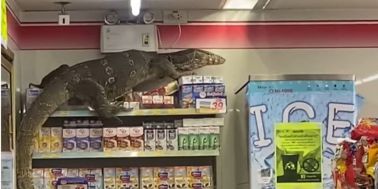 В Таиланде огромный варан разгромил магазин в поисках прохлады (ВИДЕО)