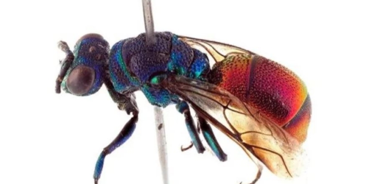 Блестящие красавицы. В Норвегии обнаружен новый вид ос