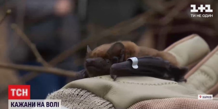 Амнистия. В Харькове выпустили на свободу тысячу спасенных летучих мышей (ВИДЕО)