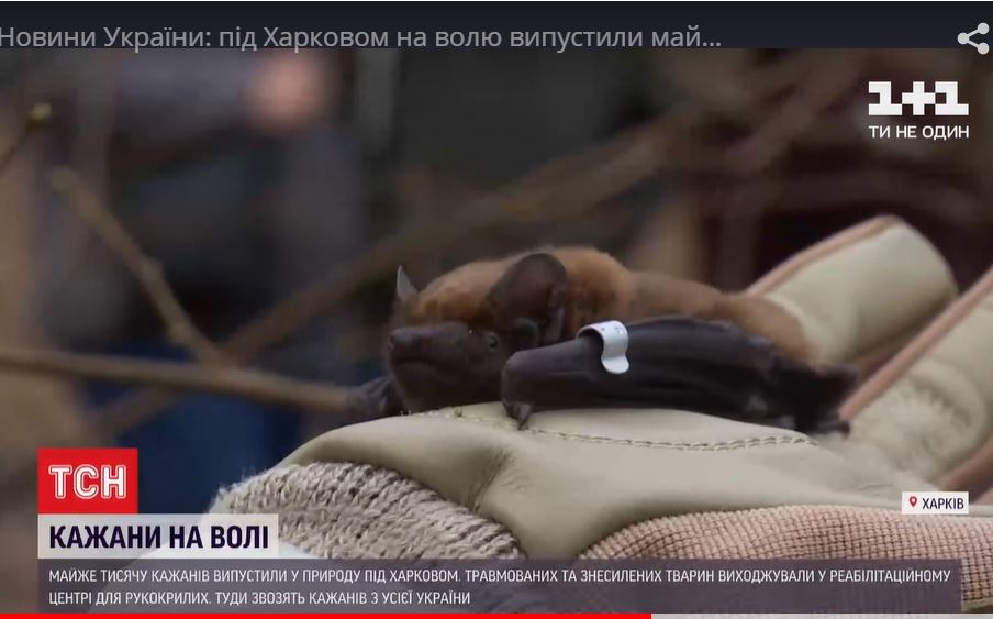 Амнистия. В Харькове выпустили на свободу тысячу спасенных летучих мышей (ВИДЕО) 1