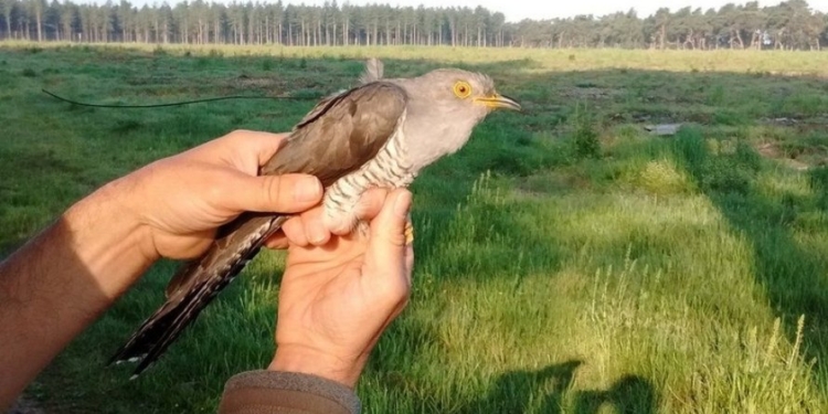 Супермарафонец: ученые нашли кукушку, которая за 5 лет 10 раз пересекла Сахару