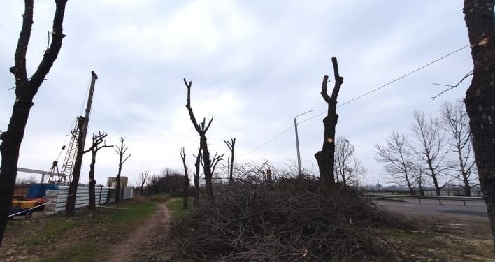 В Николаеве втрое увеличили вырубку деревьев и в 20 раз – обрезку (ФОТО)