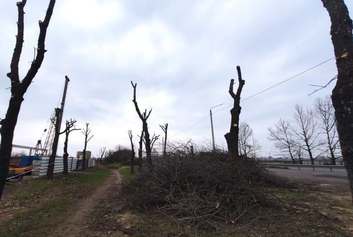 Лесозаготовки Николаева: «Николаевские парки» запланировали срубить деревьев на 2,5 тысячи кубов, и обрезать более 5 тысяч