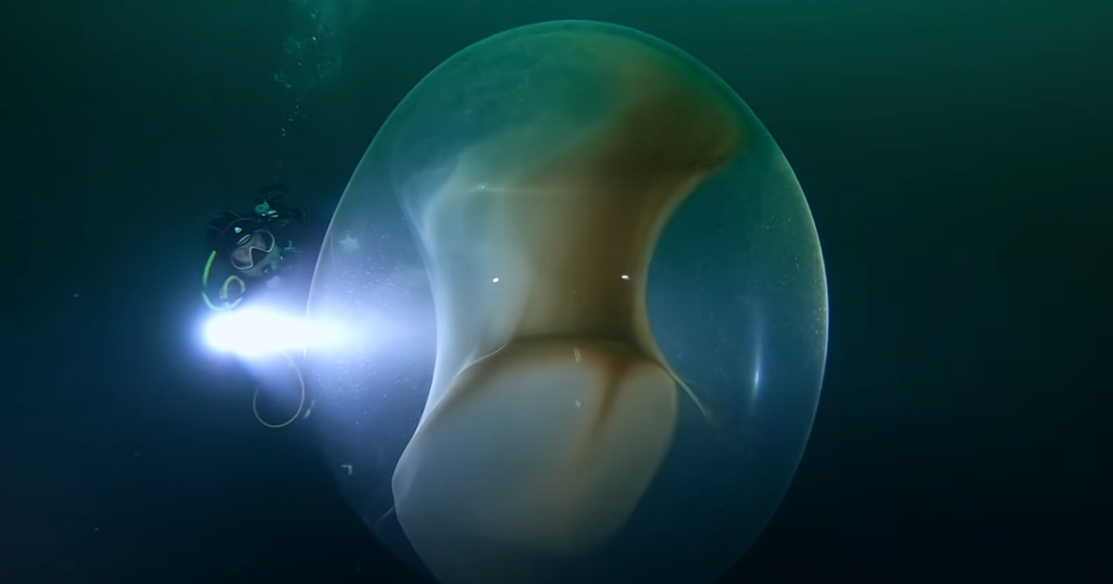 В норвежских водах обнаружили гигантские кладки яиц кальмара (ВИДЕО) 1