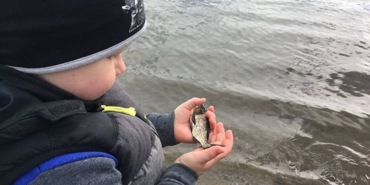 На Николаевщине выпустили в Южный Буг 160 тысяч мальков карпа и белого амура