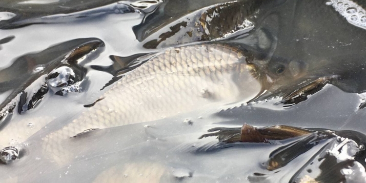 На Николаевщине выпустили в Южный Буг 160 тысяч мальков карпа и белого амура