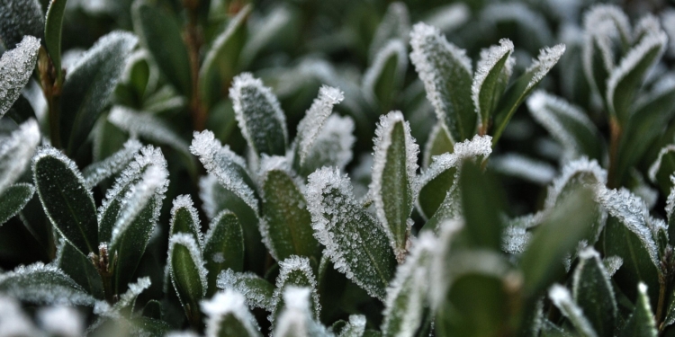 Дачникам и фермерам: на Николаевщине три дня сильные заморозки