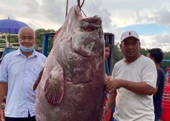 В Малайзии поймали морского окуня весом 161 кг (ФОТО)