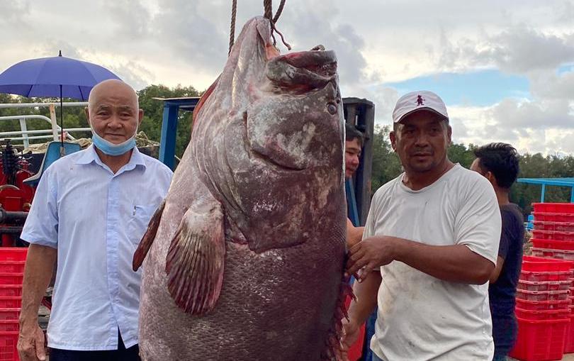 В Малайзии поймали морского окуня весом 161 кг (ФОТО) 3