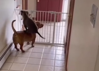 Собачий паркур: без спины друга ничего б не вышло (ВИДЕО)