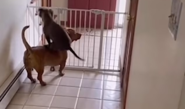 Собачий паркур: без спины друга ничего б не вышло (ВИДЕО)