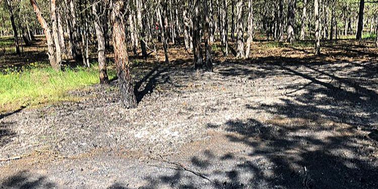 Спасатели Николаевщины оперативно потушили возгорание в Балабановском лесу (ФОТО)