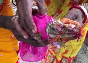 Зачем в Индии проводят свадебные церемонии для лягушек? (ВИДЕО)
