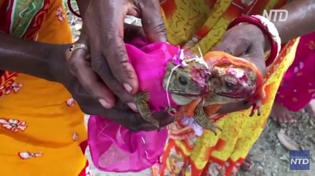 Зачем в Индии проводят свадебные церемонии для лягушек? (ВИДЕО)