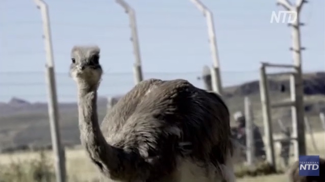 И еще +14: в чилийской Патагонии восстанавливают популяцию птиц нанду (ВИДЕО)