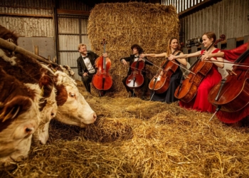 Коровам в Дании устраивают концерты классической музыки (ФОТО)